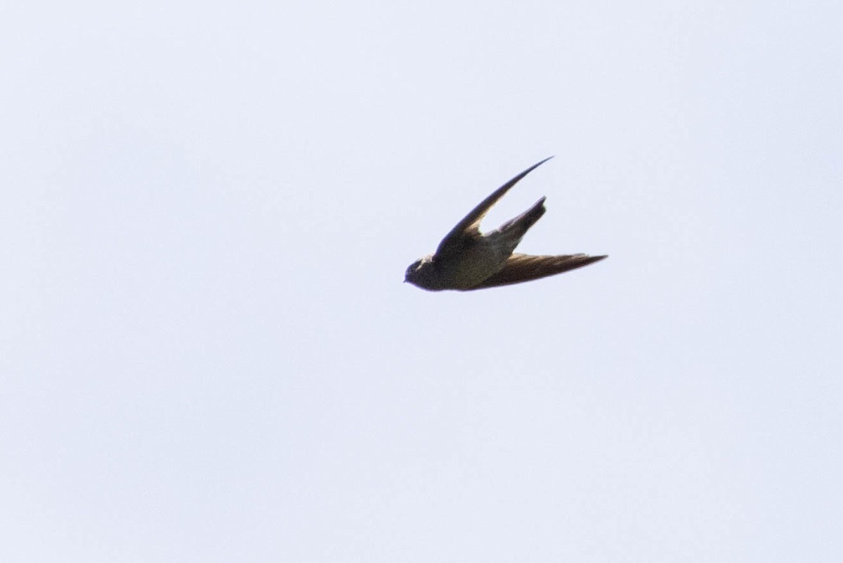 Aerodramus sp. - ML641217183