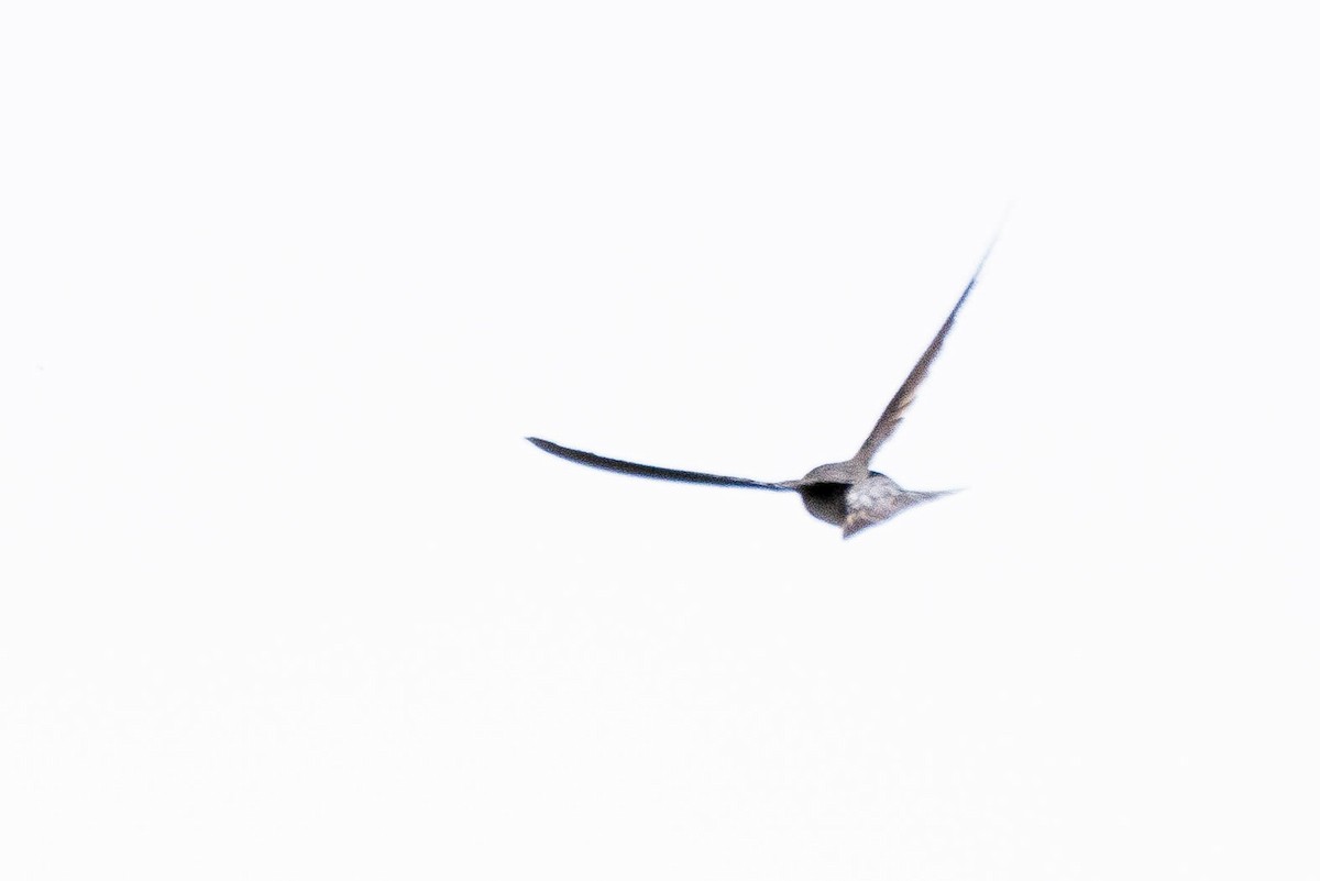 Aerodramus sp. - ML641217184