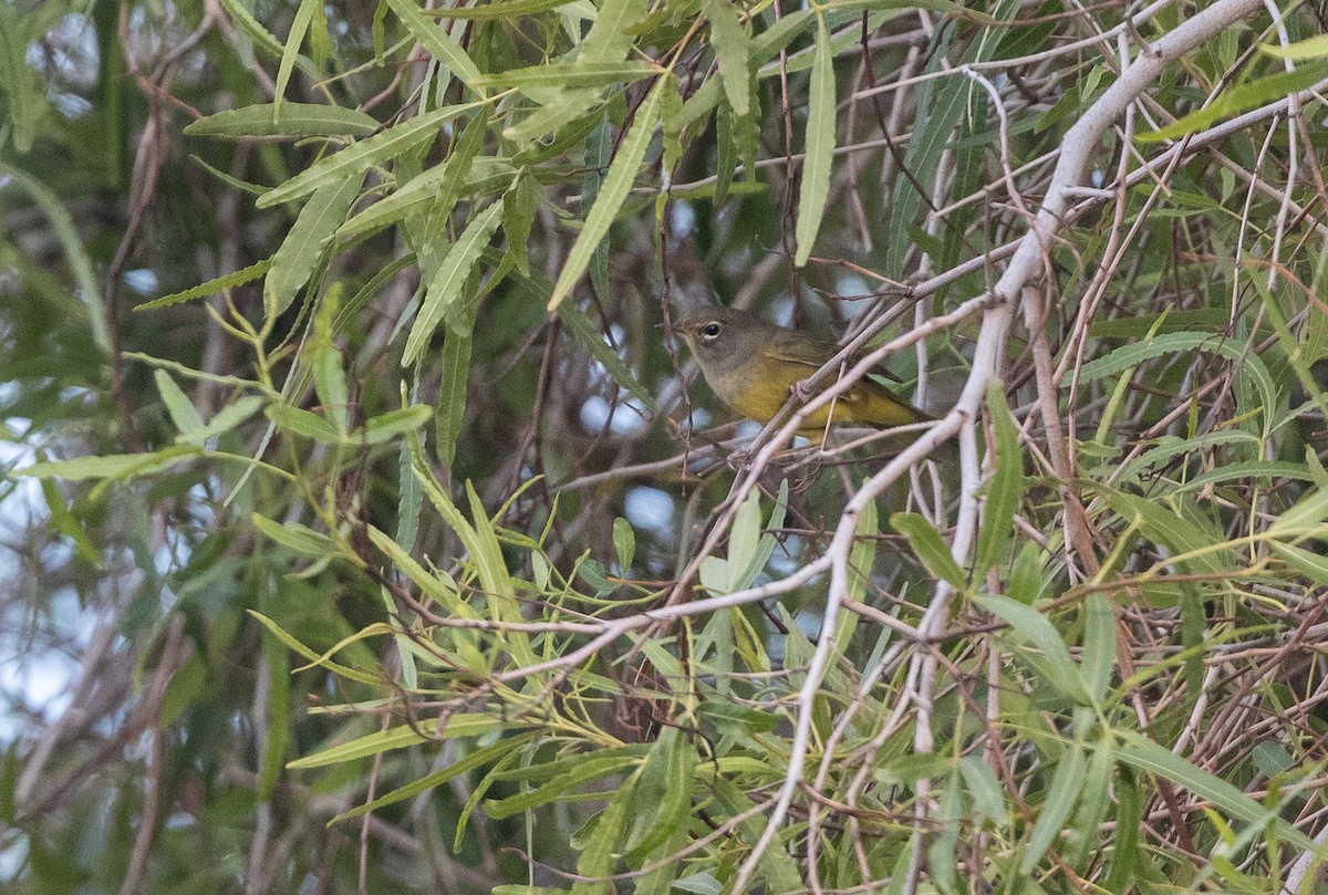 kjerrparula - ML641217190