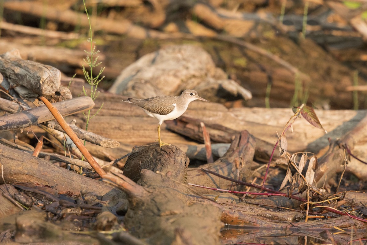 Набережник плямистий - ML641217214