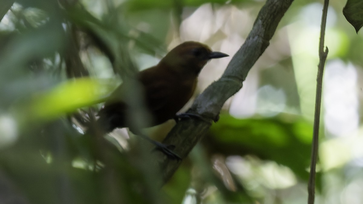 Ruddy Spinetail - ML641217237