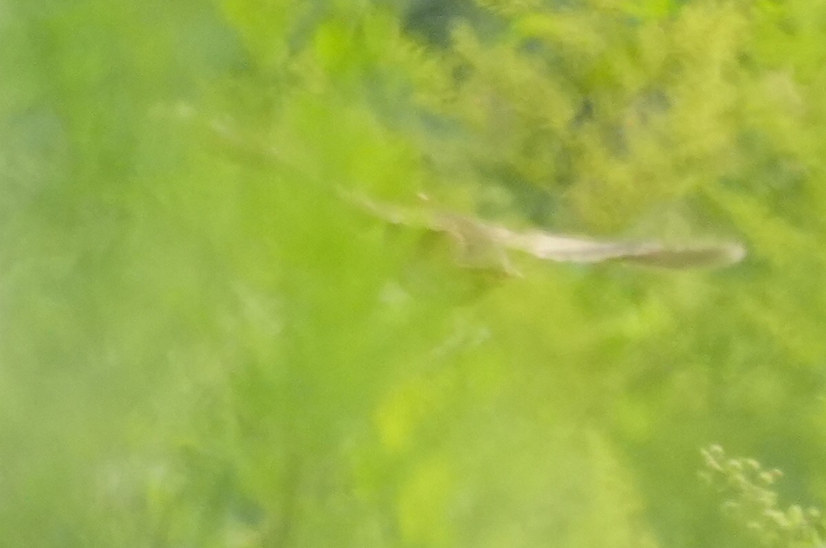 Yellow-legged Buttonquail - ML641217265