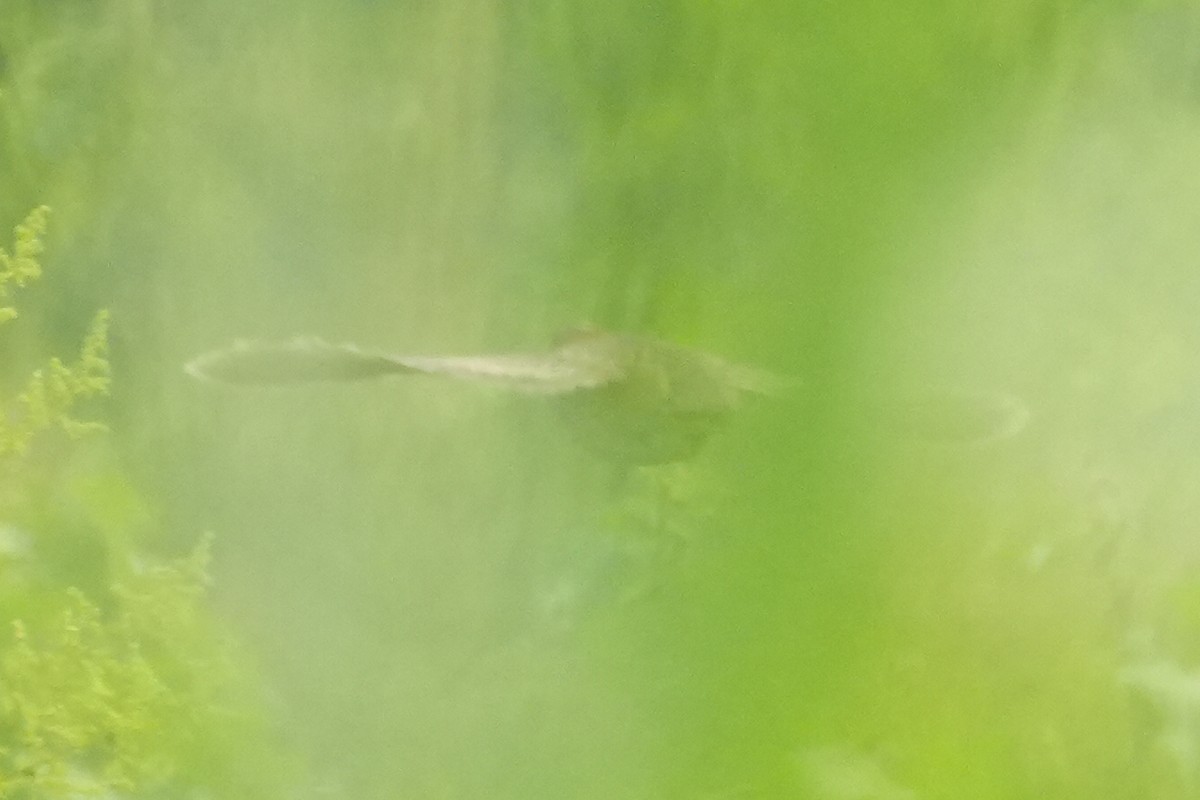 Yellow-legged Buttonquail - ML641217266