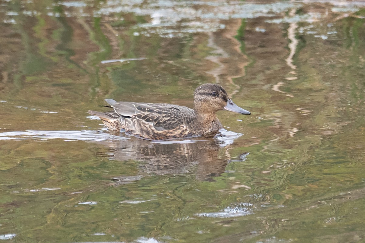 Green-winged Teal - ML641217280