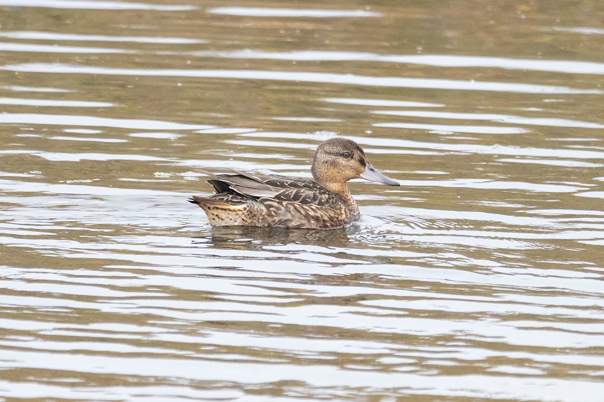 Green-winged Teal - ML641217281
