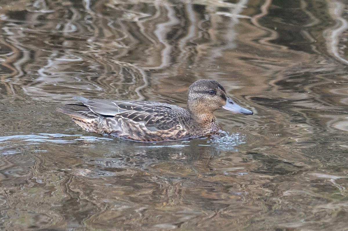 Green-winged Teal - ML641217282