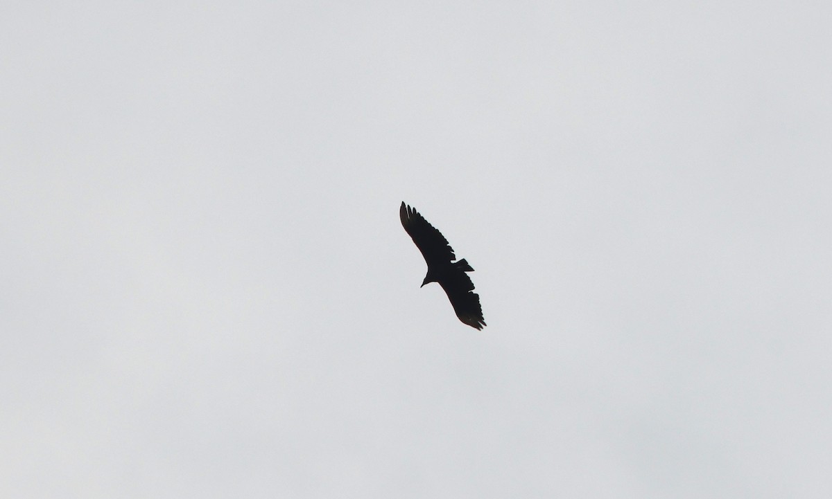 Black Vulture - ML641217301