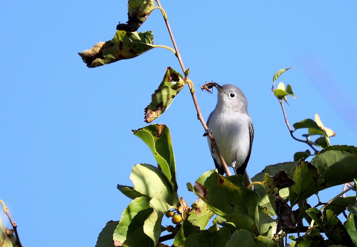 Blue-gray Gnatcatcher - ML641217310
