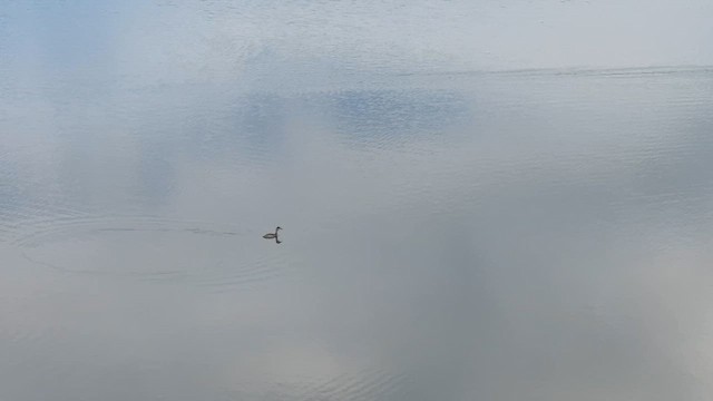 Халтар шунгуур - ML641217340