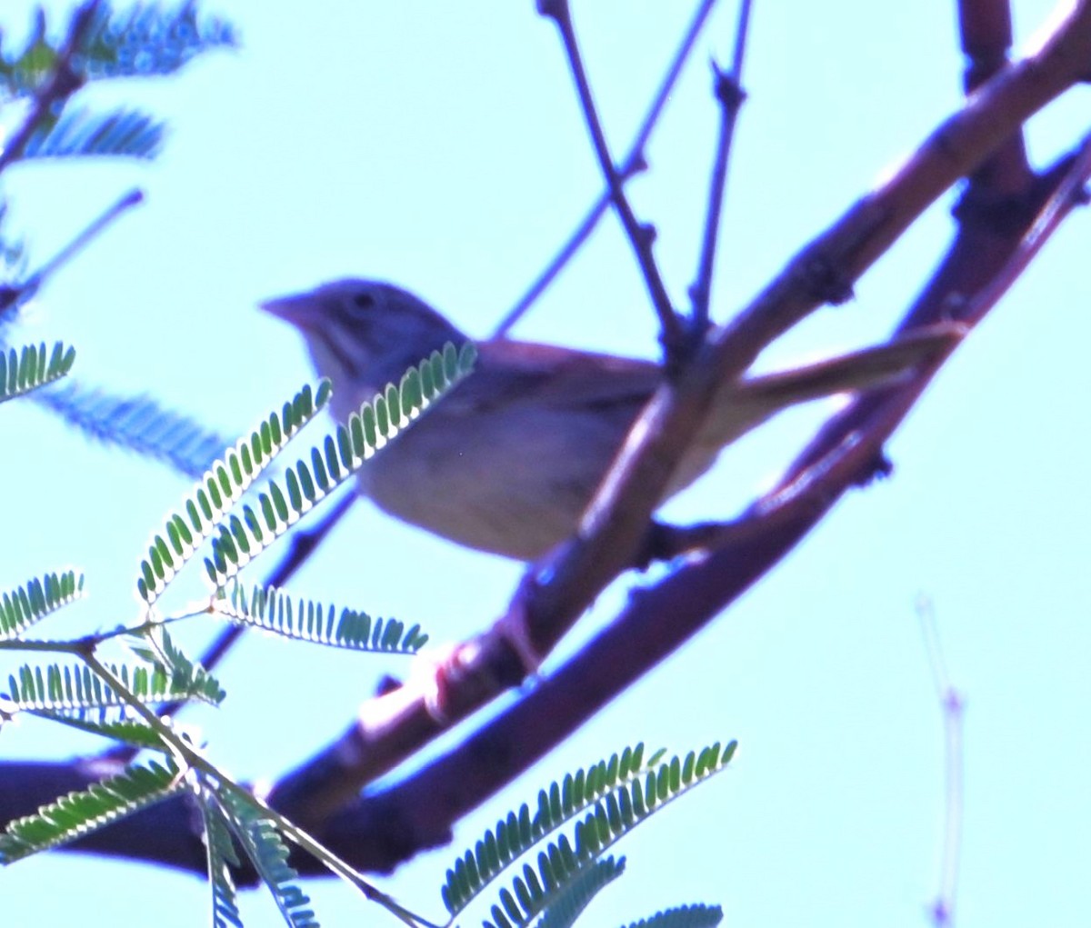 Rufous-crowned Sparrow - ML641217383