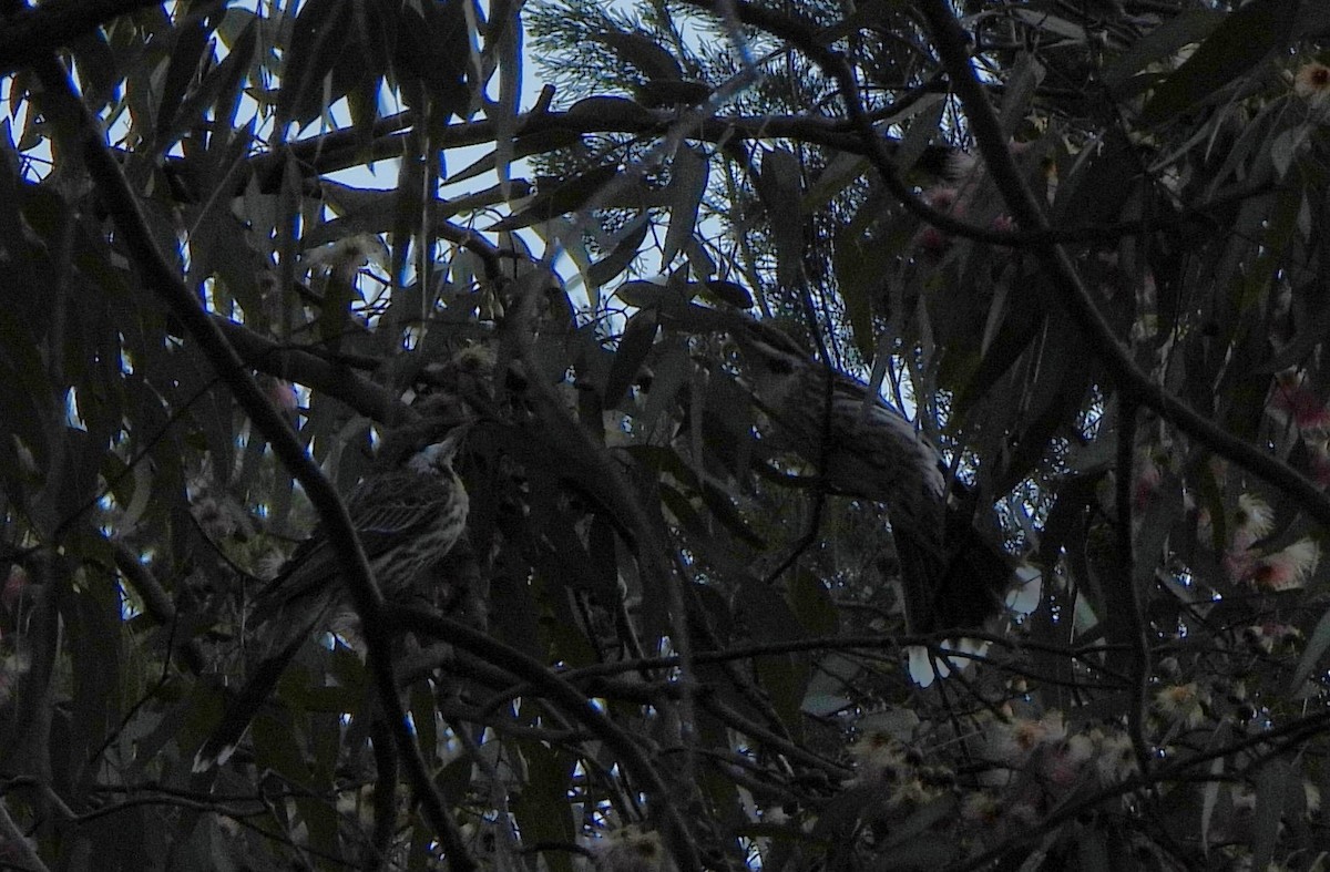Spiny-cheeked Honeyeater - ML641217449