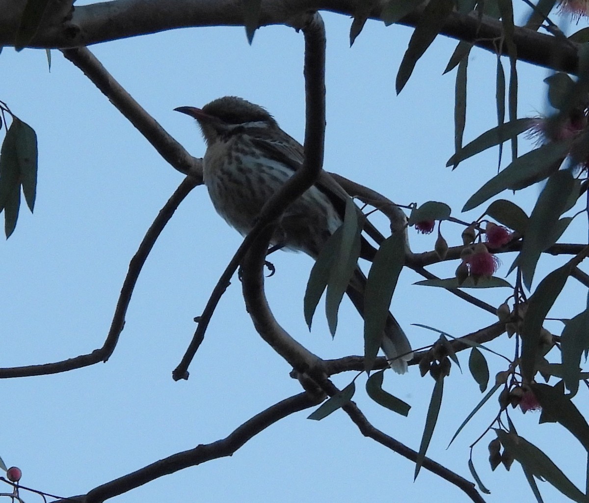Spiny-cheeked Honeyeater - ML641217450