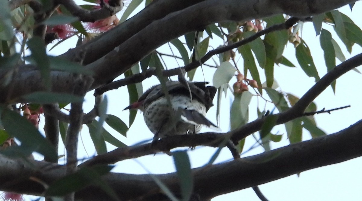 Spiny-cheeked Honeyeater - ML641217451