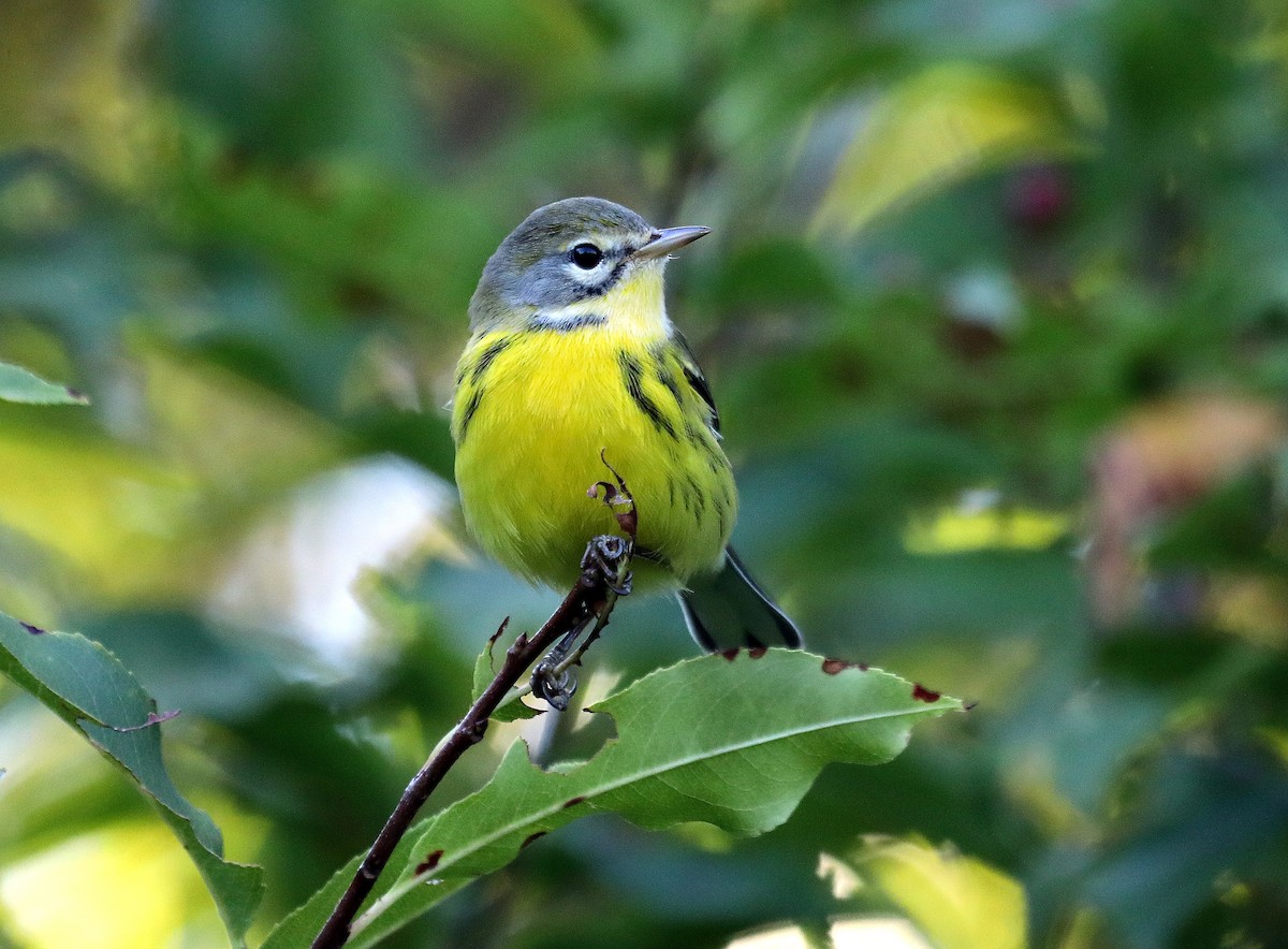 Prairie Warbler - ML641217460