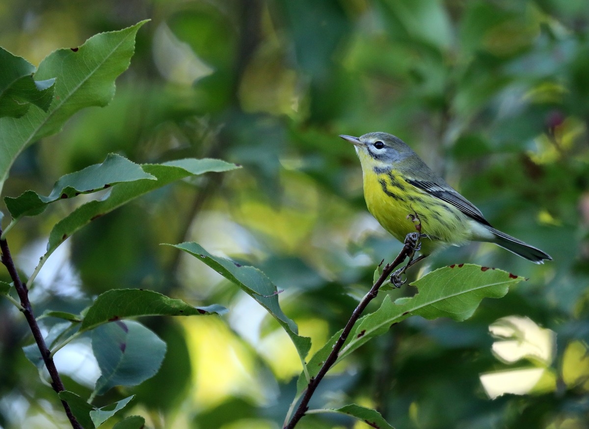 Prairie Warbler - ML641217466
