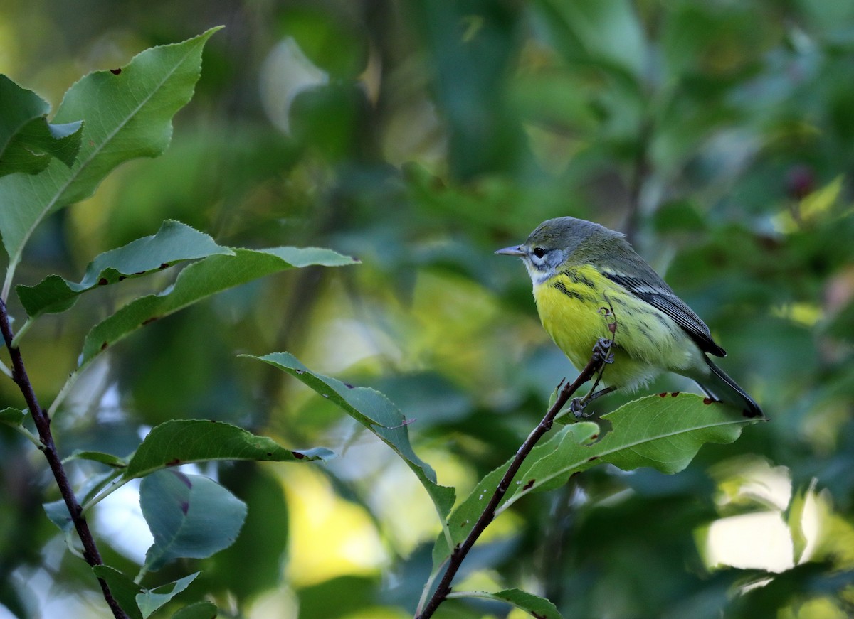 Prairie Warbler - ML641217483