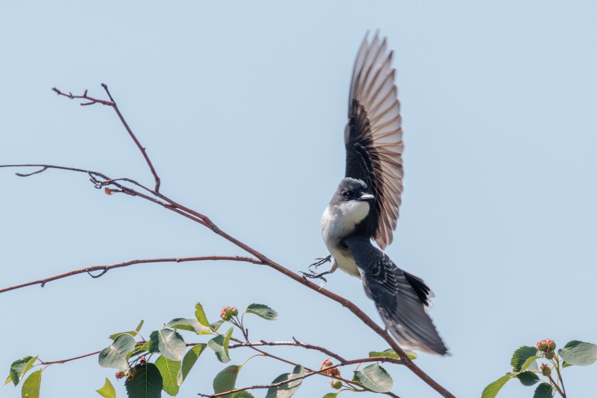 Eastern Kingbird - ML641217489