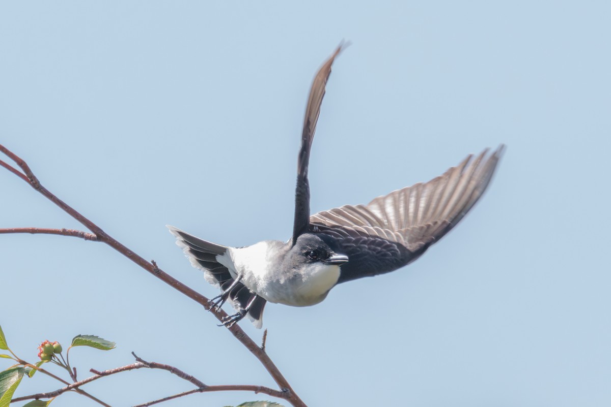 Eastern Kingbird - ML641217490