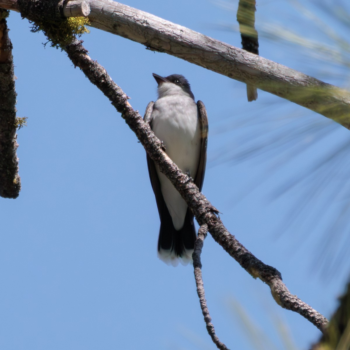 Eastern Kingbird - ML641217491