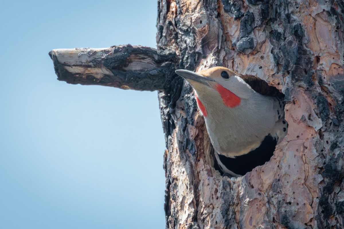 Northern Flicker (Red-shafted) - ML641217497