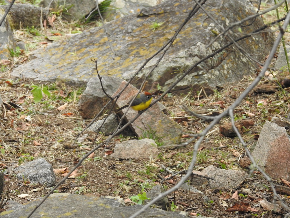 Brown-capped Redstart - ML641217503