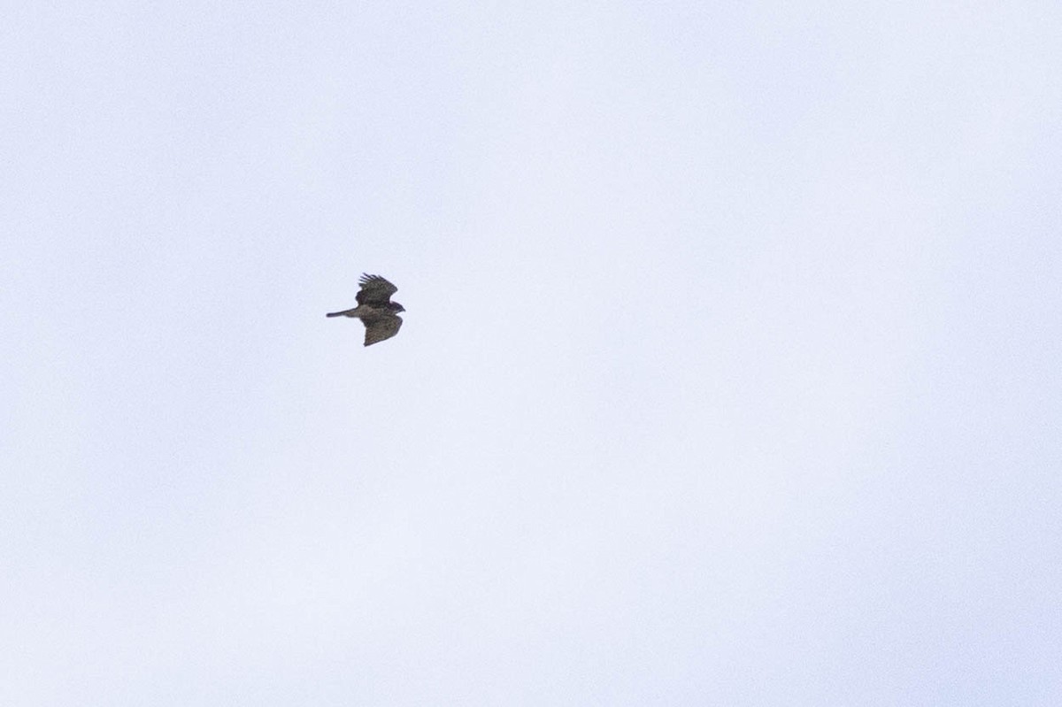 Aigle de Weiske - ML641217513