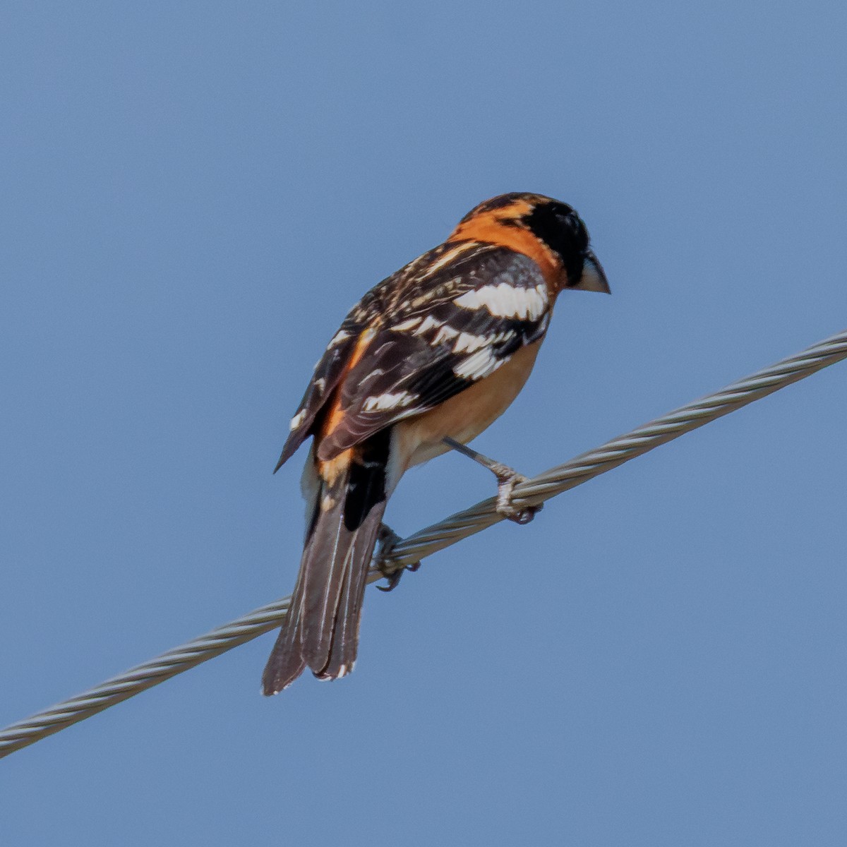 Black-headed Grosbeak - ML641217522
