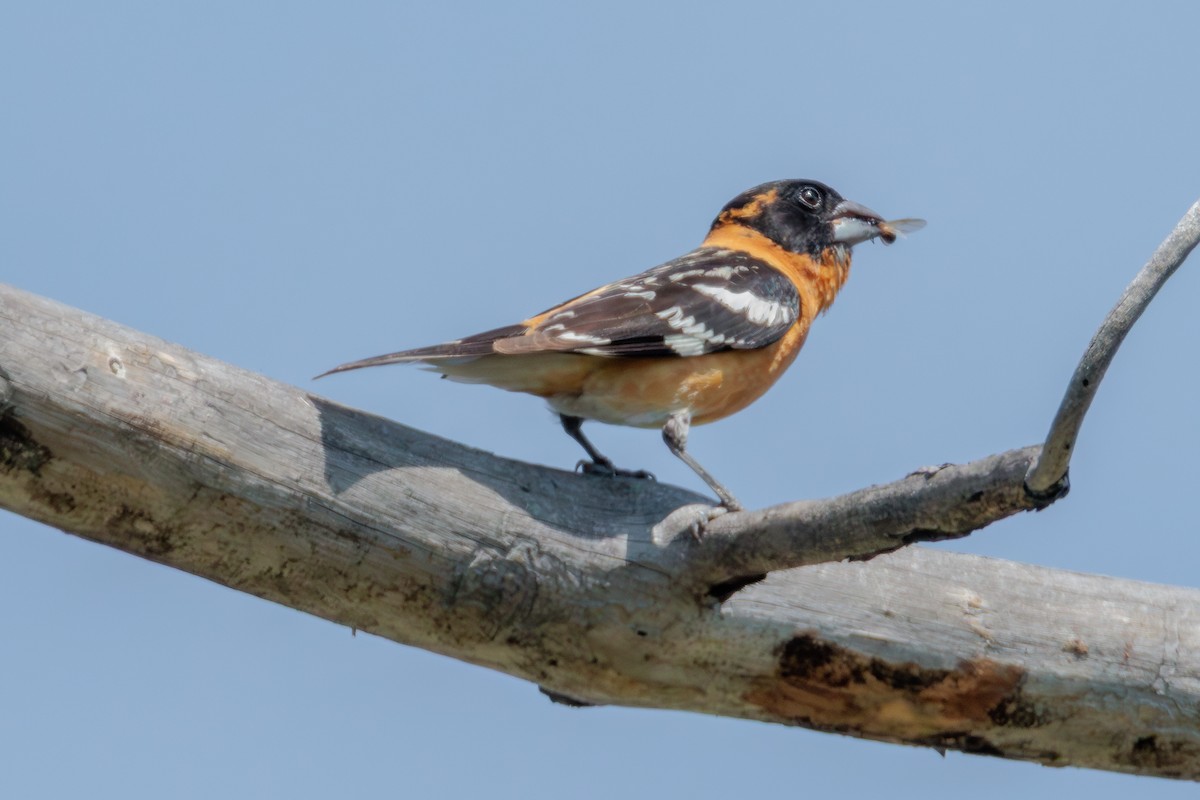 Black-headed Grosbeak - ML641217523