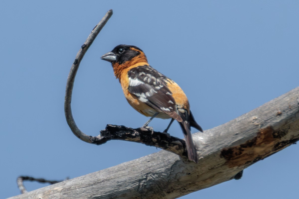 Black-headed Grosbeak - ML641217525