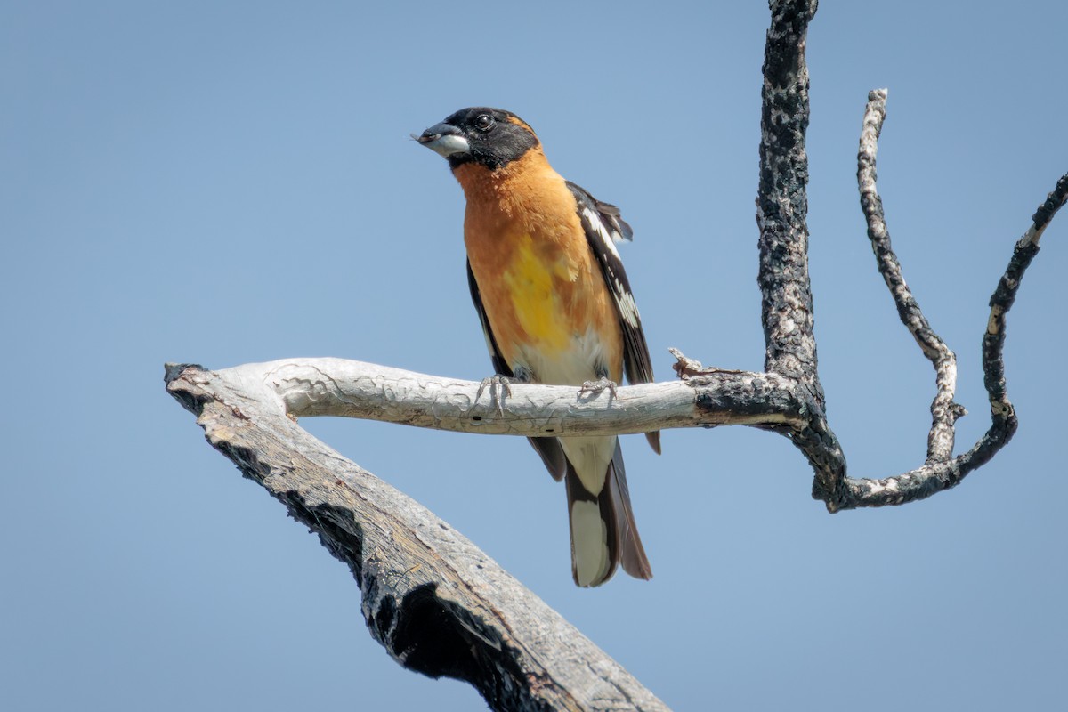 Black-headed Grosbeak - ML641217526
