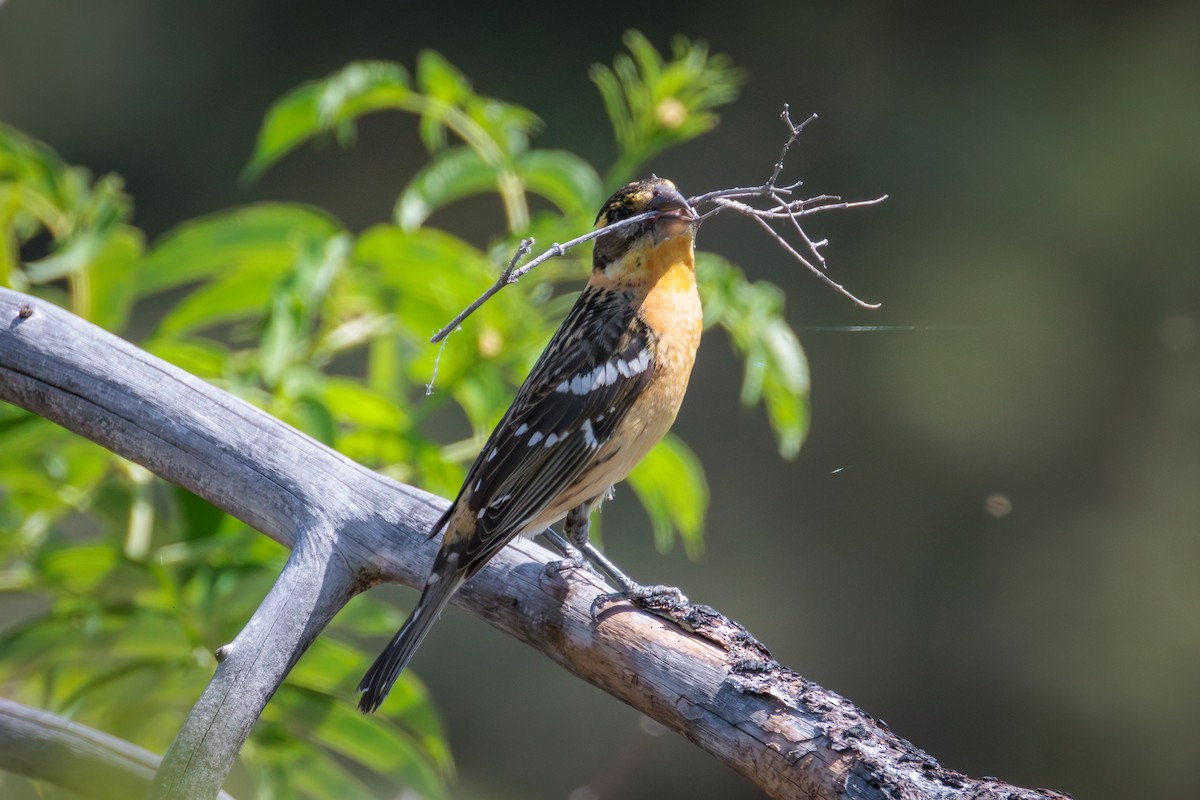 Black-headed Grosbeak - ML641217527