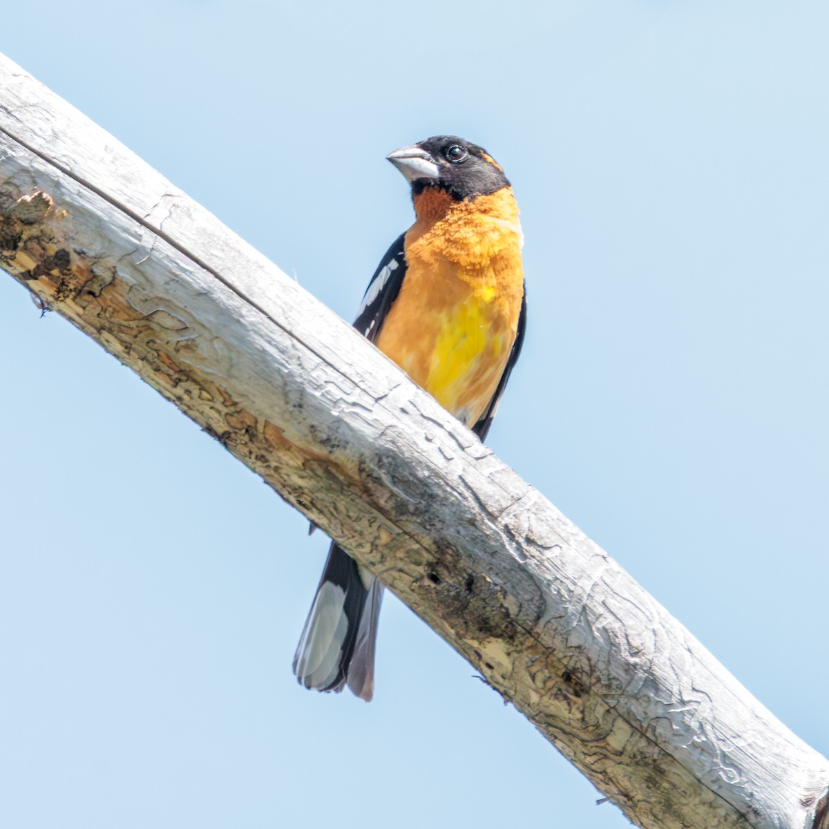 Black-headed Grosbeak - ML641217528