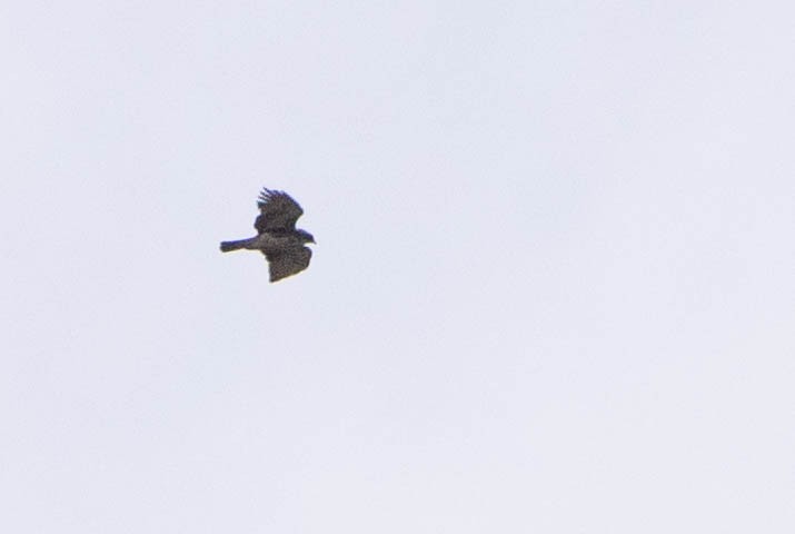 Aigle de Weiske - ML641217529