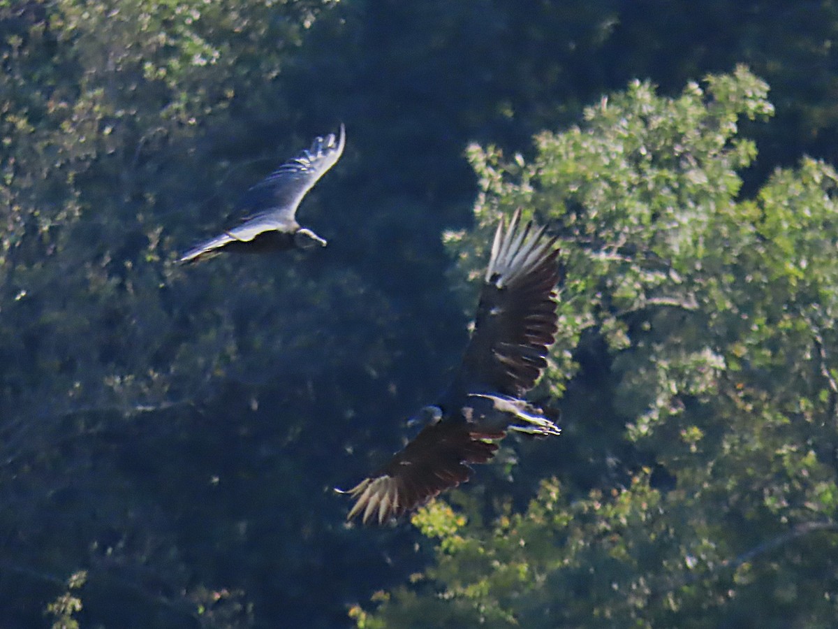 Black Vulture - ML641217532