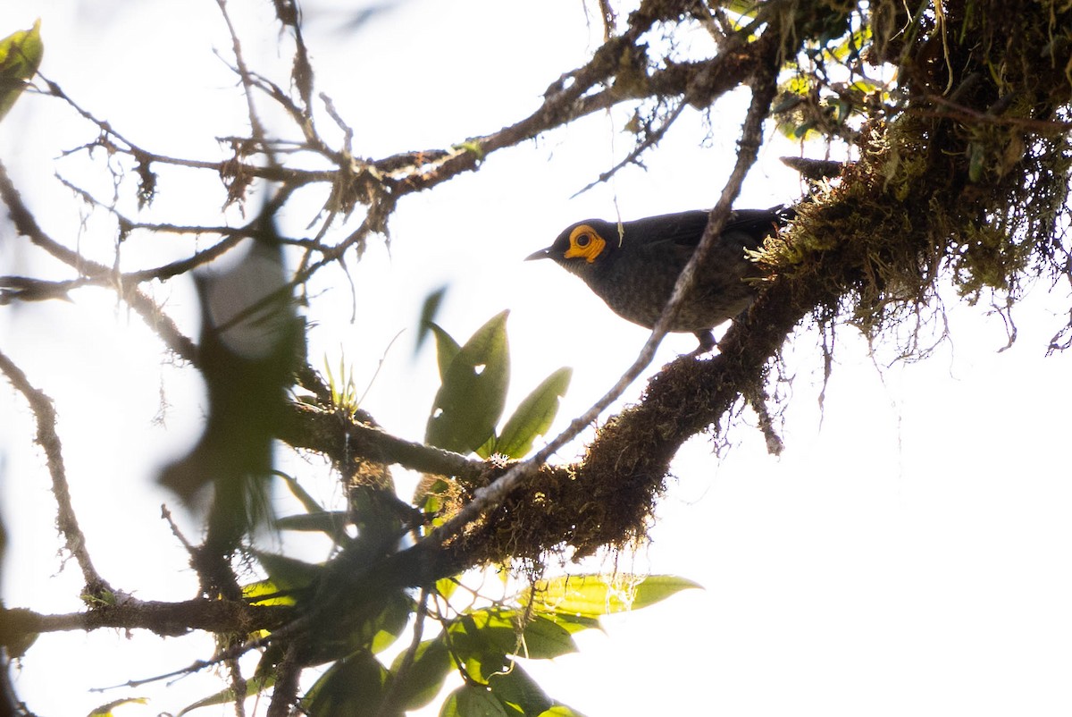 Smoky Honeyeater - ML641217540