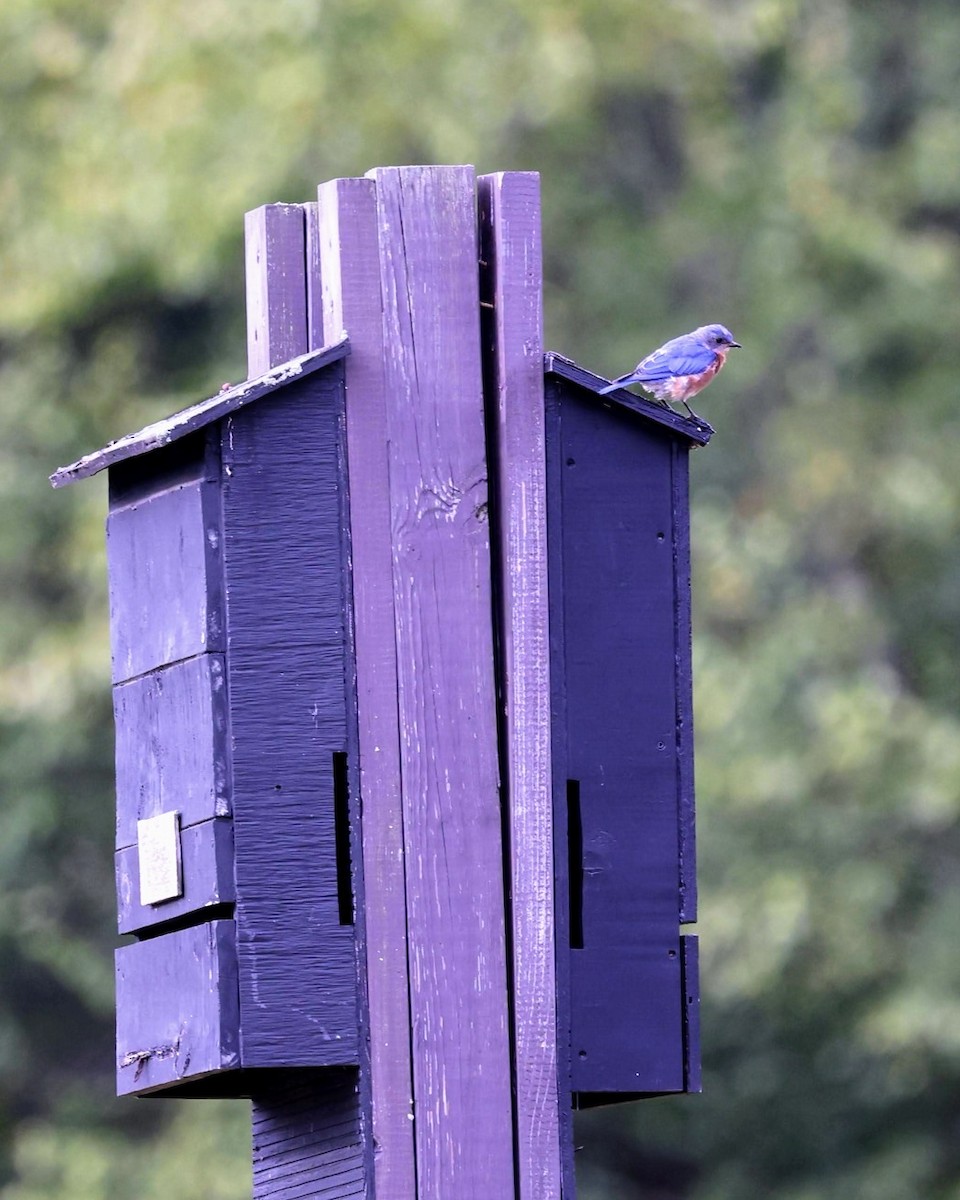 Eastern Bluebird - ML641217547