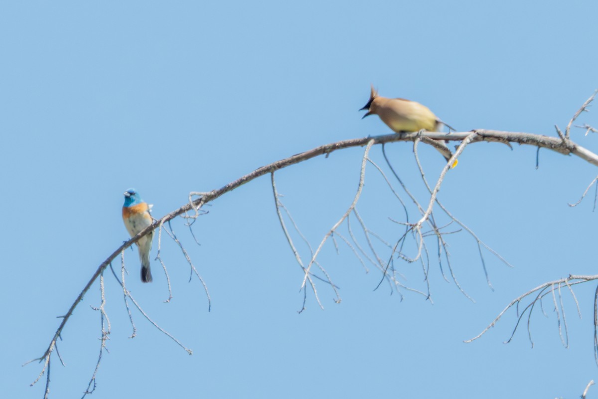 Lazuli Bunting - ML641217548