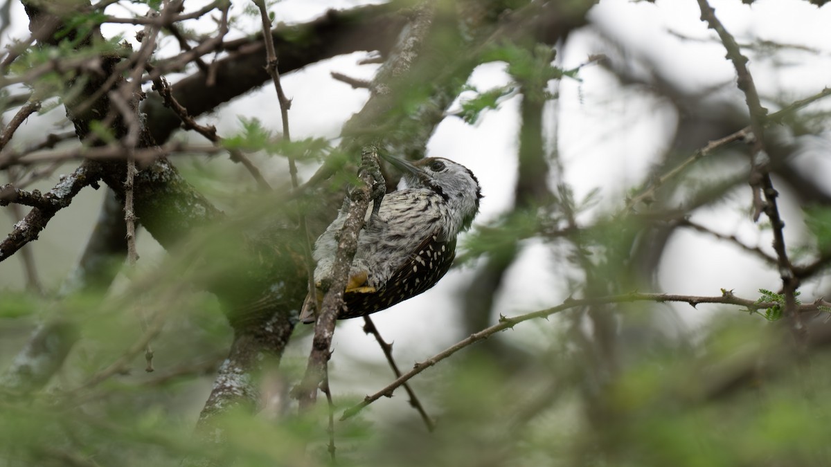 Cardinal Woodpecker - ML641217552