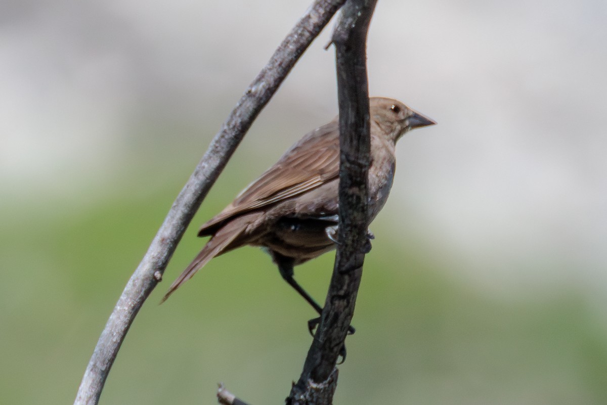 Brown-headed Cowbird - ML641217554