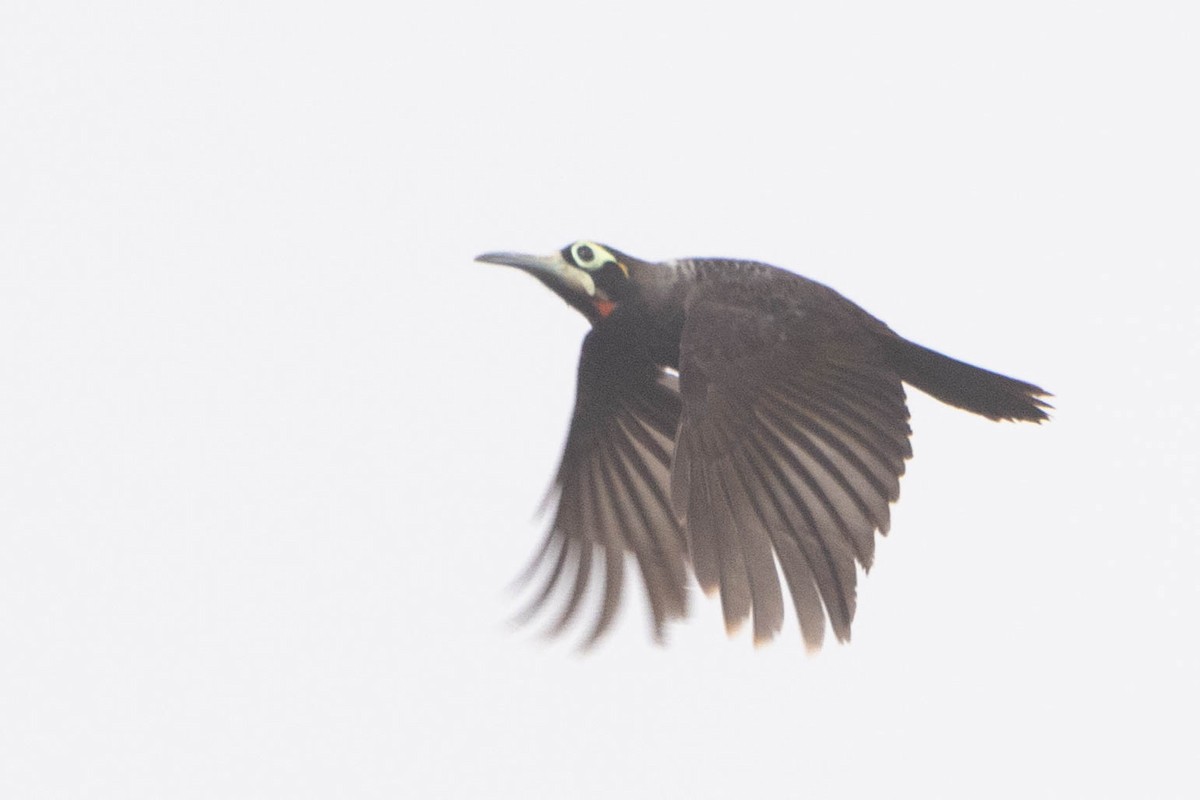 Yellow-browed Melidectes - ML641217577