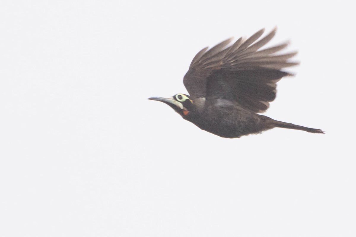 Yellow-browed Melidectes - ML641217581