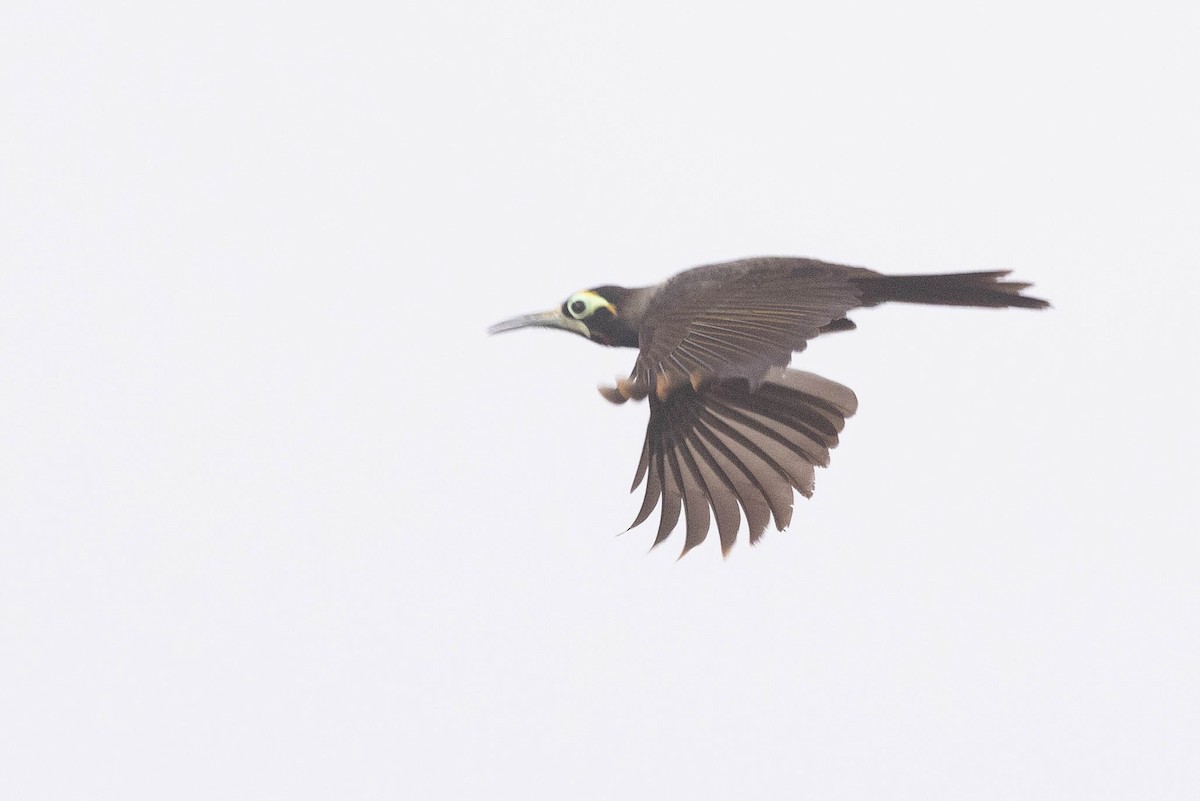 Yellow-browed Melidectes - ML641217593