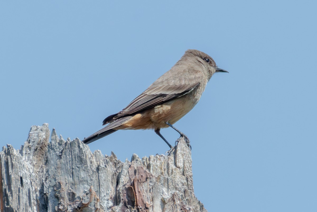 Say's Phoebe - ML641217596