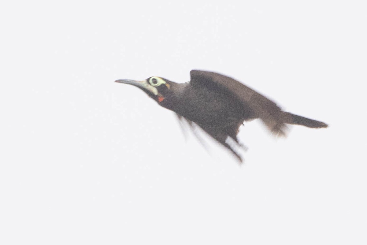 Yellow-browed Melidectes - ML641217598