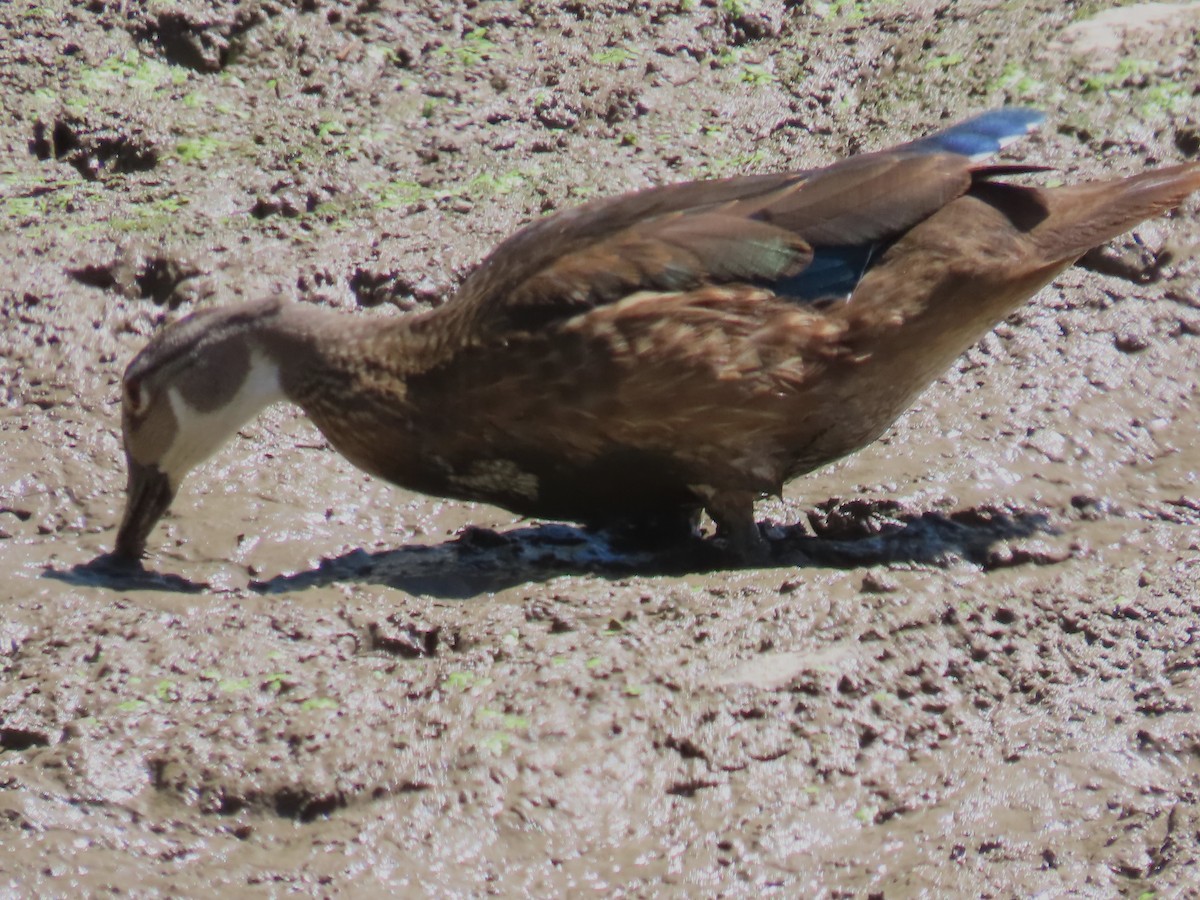 Canard branchu - ML641217617