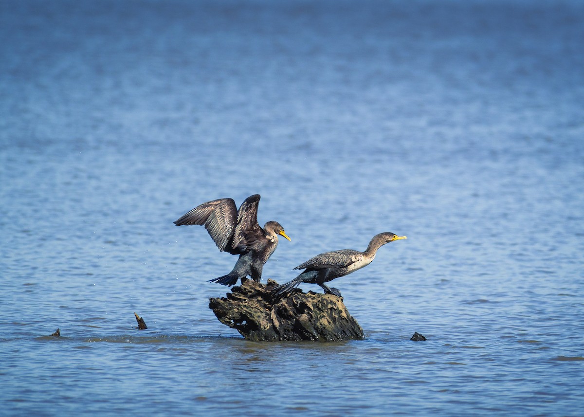 Double-crested Cormorant - ML641217622