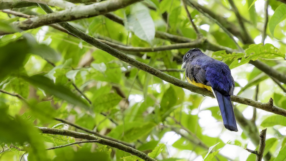 grønnryggtrogon - ML641217674