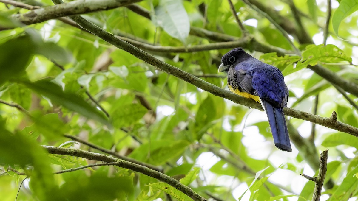 grønnryggtrogon - ML641217675