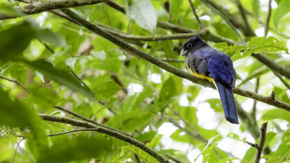 grønnryggtrogon - ML641217689