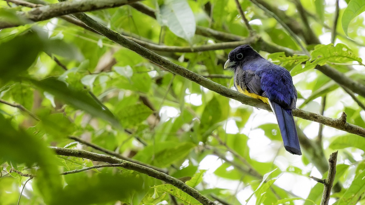 grønnryggtrogon - ML641217698